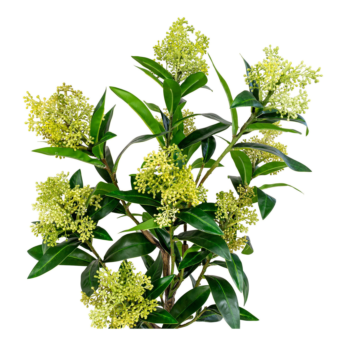 Skimmia tekokasvi, 75 cm - Mööpeli.com