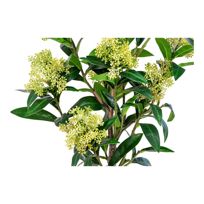 Skimmia tekokasvi, 75 cm - Mööpeli.com