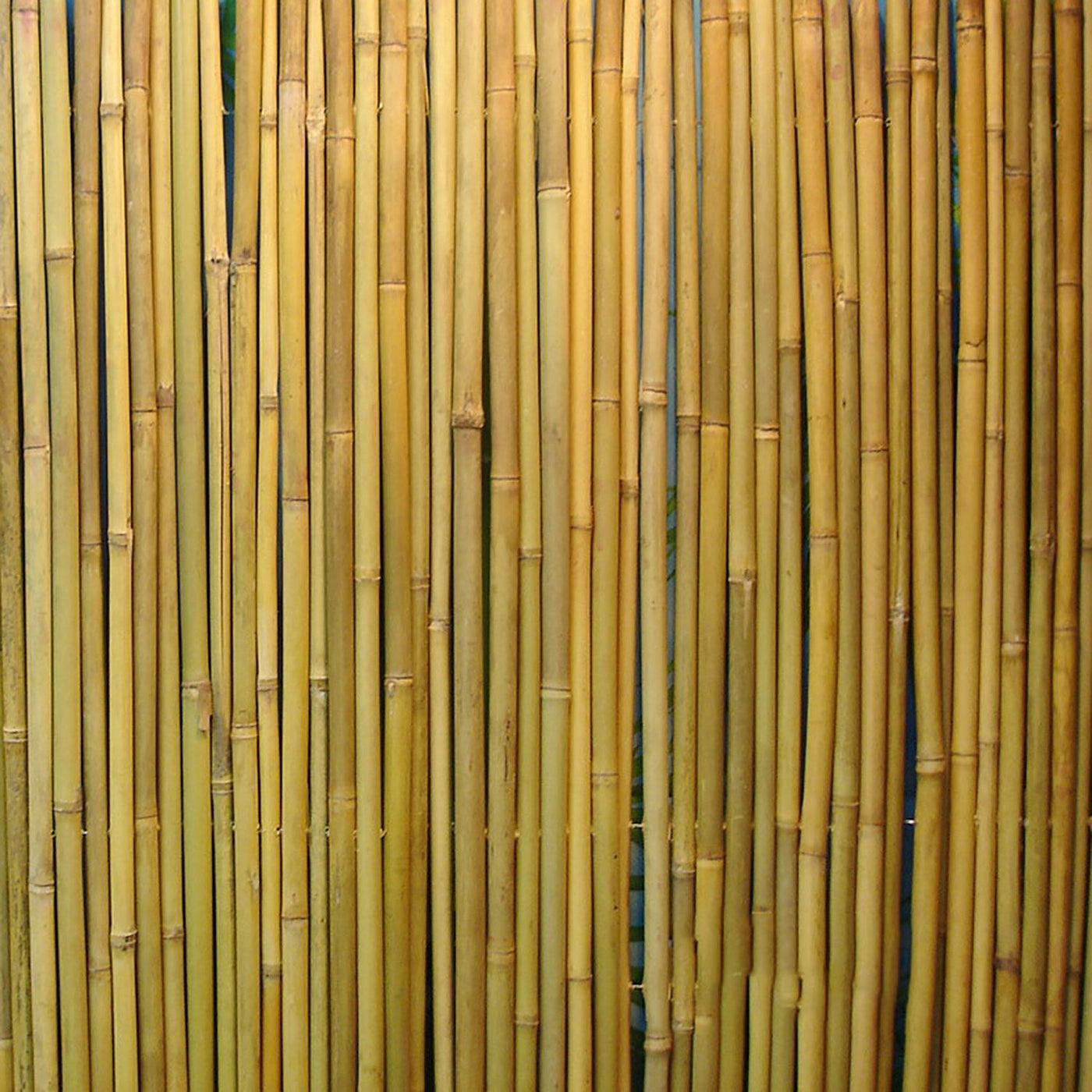 Bambuaita näkösuojaksi  1x3m - Mööpeli.com