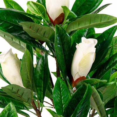 Magnolia tekokasvi, 90 cm