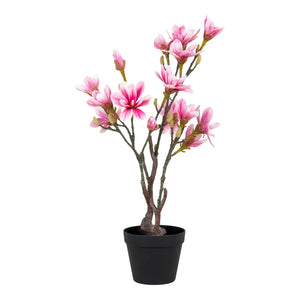 Magnolia tekokasvi, 75 cm - Mööpeli.com